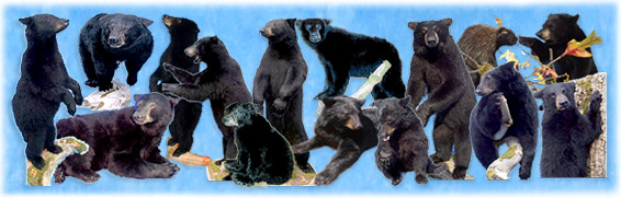 taxidermy black bears, Bears, bear, bear hides, bear skins, black bear, black bear hides, black bear skins, Black Bears, BLACK BEARS,Grizzly Bears, Stuffed Bears, Lifesize Black Bears, life size black bears, black bear display