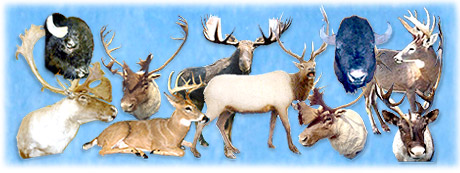Big Game Capes: White Tail Doe, Fawn,Black Tail Deer Capes,Elk,Caribou,Russian Boar,Moose,Mule Deer,Antelope Capes from North Country Taxidermy: professional quality wildlife, wild game mounts & taxidermy services