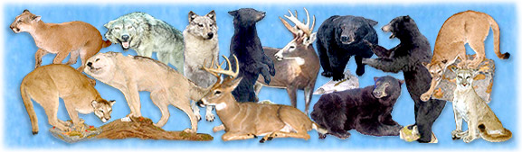 North Country Taxidermy,Adirondack deer, elk, black bear, Whiteface Mountain, Upstate New York, New York,Adirondacks, taxidermy, new york, Adirondack Mountains,antlers, taxidermy, taxidermists