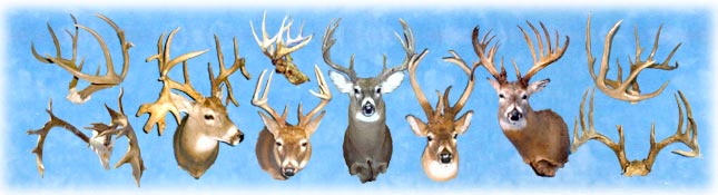 North Country Taxidermy,White Tail Deer, whitetail deer,Adirondack deer, deer, DEER, Deer,Whiteface Mountain, Upstate New York, New York,Adirondacks, taxidermy, new York, Adirondack Mountains,antlers, taxidermy, taxidermists