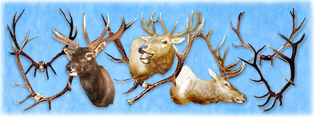 North Country Taxidermy,Adirondack deer, elk, black bear, Whiteface Mountain, Upstate New York, New York,Adirondacks, taxidermy, new york, Adirondack Mountains,antlers, taxidermy, taxidermists